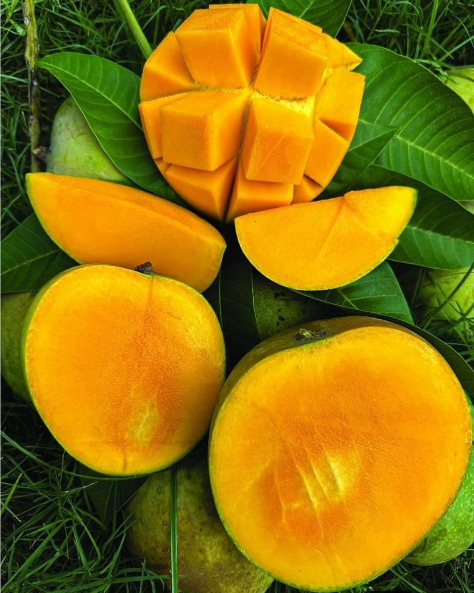 24 কেজি হিমসাগর আম