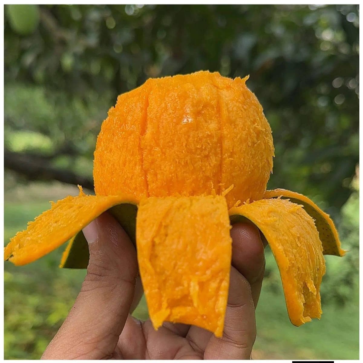 হিমসাগর আমের বৈশিষ্ট্য