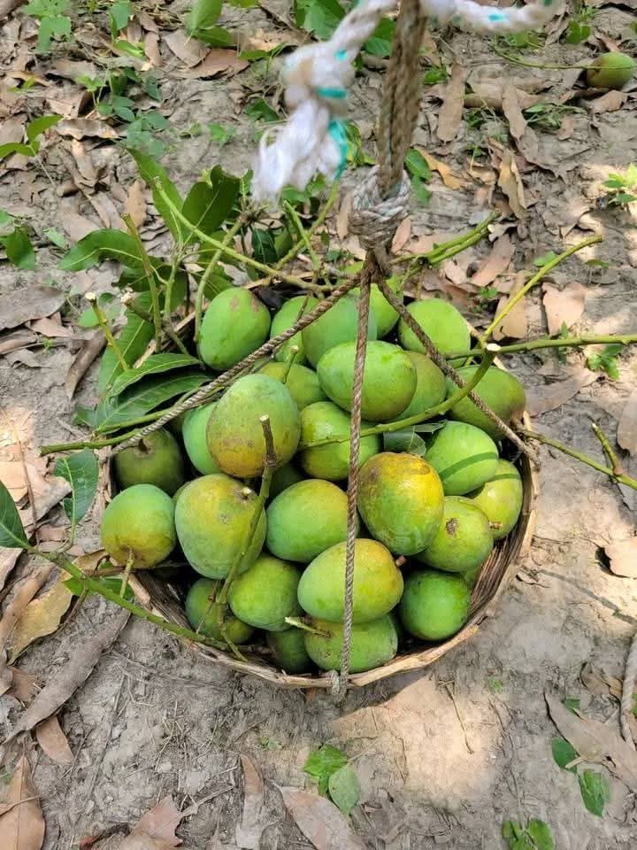 কেন আমাদের থেকে অর্ডার করবেন?