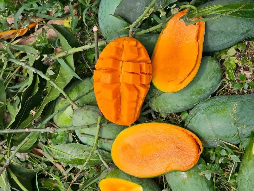 12 কেজি আম্রপালি আম