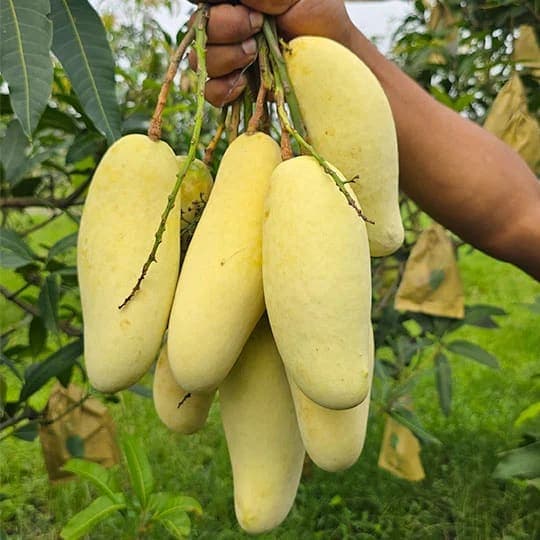 24 কেজি ব্যানানা ম্যাংগো
