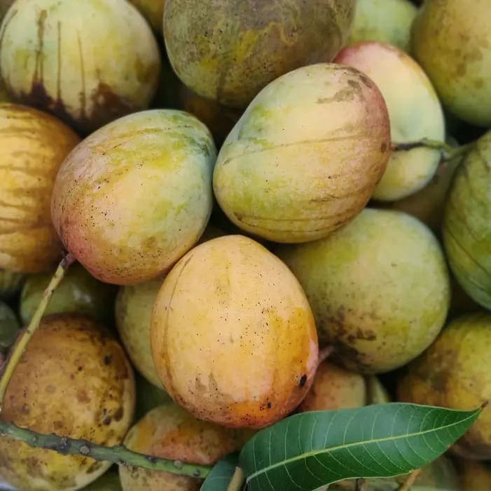 10 কেজি বারি-৪ আম