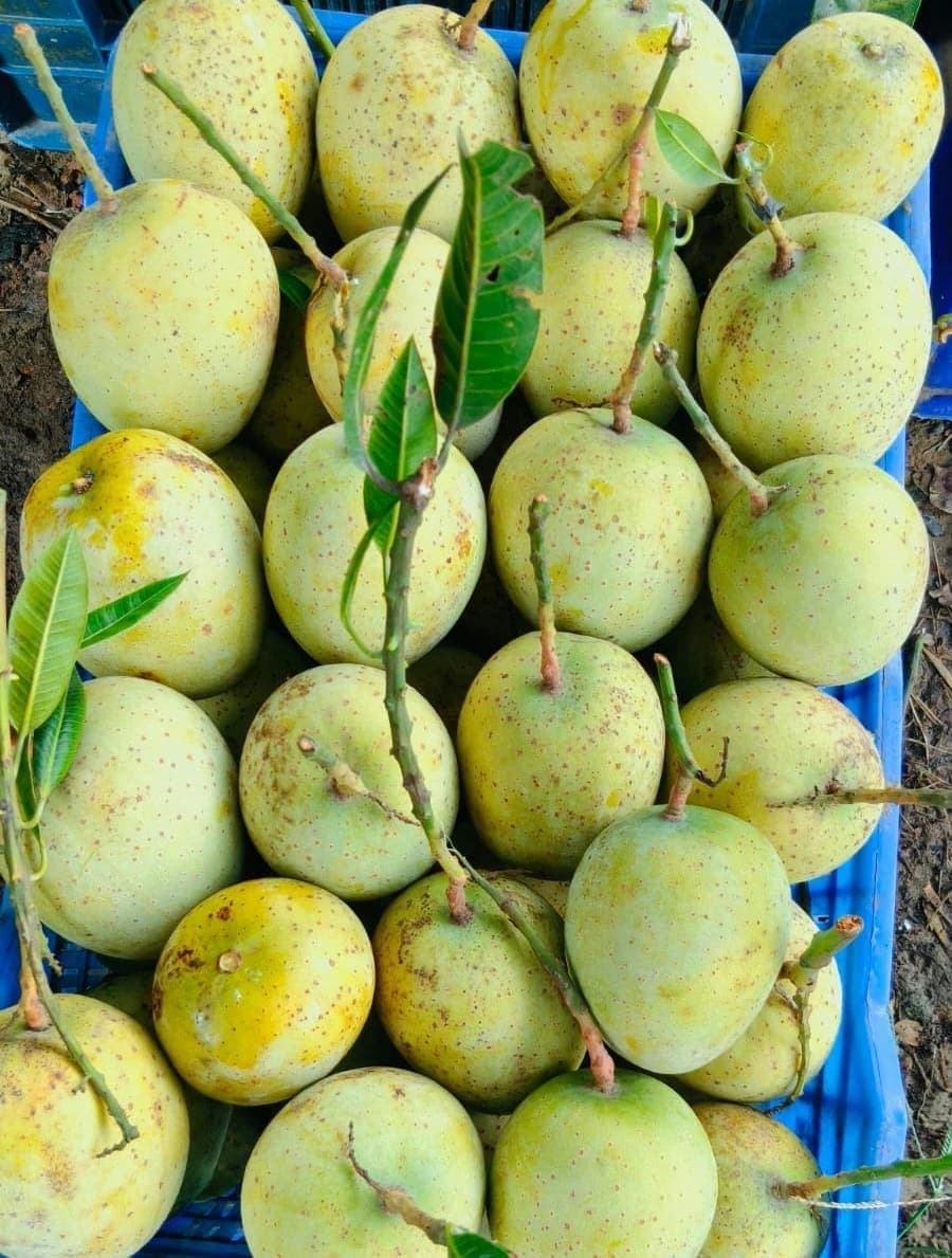 কড়া মিষ্টি গৌরমতি আম (22kg)