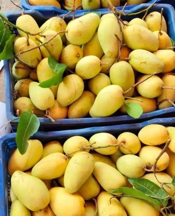 সুইট কাটিমন আম (5kg)